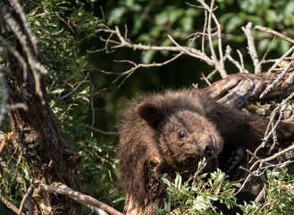 Naklejka na ściany i meble Alaska brown bear cub, playing in tree 