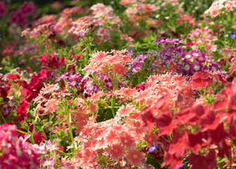 Phlox drummonda mix colored on the flowerbed.