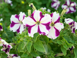 Some mix colored flowers petunias on the flowerbed.