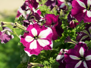 Some mix colored flowers petunias on the flowerbed.