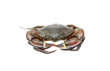 Crab