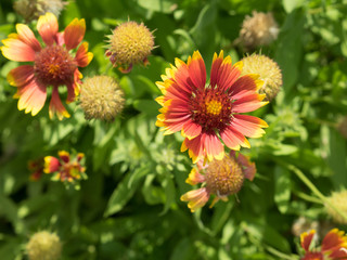 One sharp gaillardia flower on flowerbed.