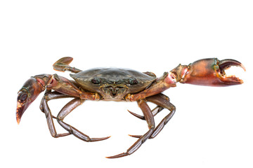 Crab