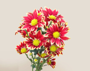 chrysanthemum