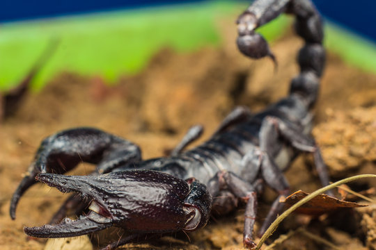 Tropical Scorpion in Thailand