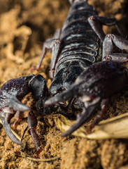 Tropical Scorpion in Thailand