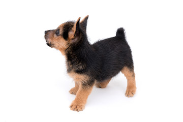 ノーリッチテリアの子犬