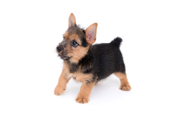 ノーリッチテリアの子犬