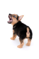 ノーリッチテリアの子犬