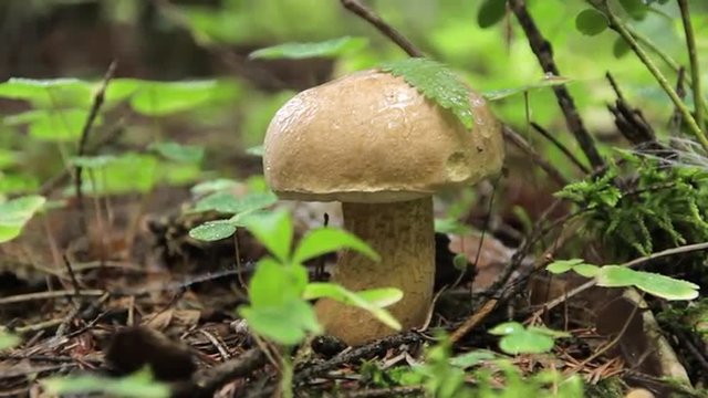 Mushroom in the woods in the rain