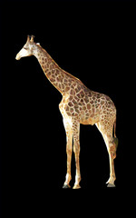giraffe geometric polygon vector animal