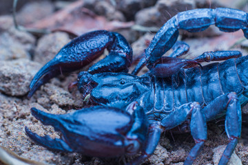 Tropical Scorpion in Thailand