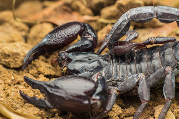 Macro image of the stinger of a scorpion