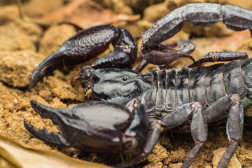 Tropical Scorpion in Thailand