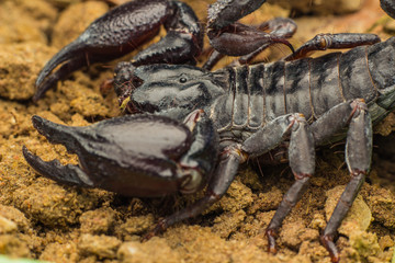 Tropical Scorpion in Thailand