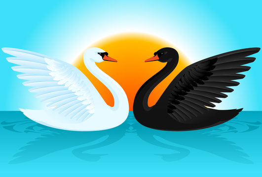 Black and white swans illustration.