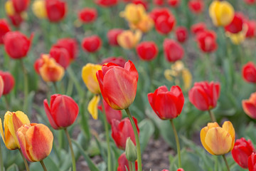red and yellow tulips