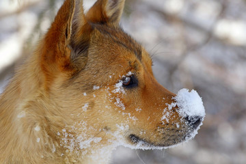 Ginger Little Dog with Snow on Nose as Winter Day - 91040035
