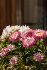 pink and white helichrysum flowers on windowsill