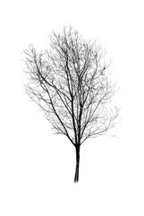 Fototapeta premium tree silhouette on white background