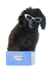 puppy poodle