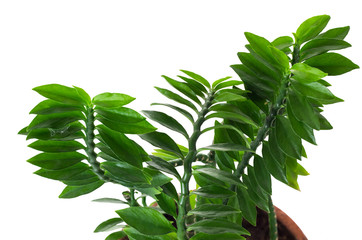 Pedilanthus Tithymaloides Nana or Green Devil's Backbone, herbal plant isolate on white background...