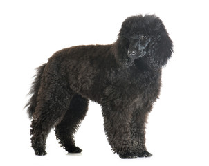 puppy poodle