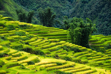 Fototapeta na wymiar Rice fields on terraced in Sapa, Vietnam. Rice fields prepare the harvest at Northwest Vietnam. 