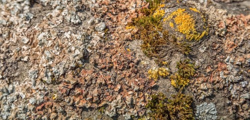 moss and lichen