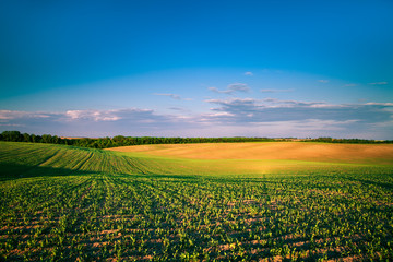 Naklejka premium Green Field