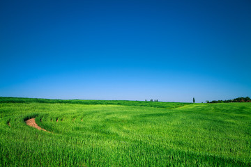 Green Field