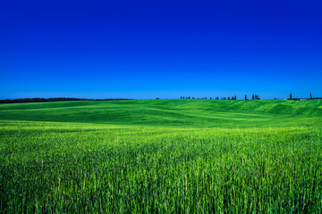 Fototapeta premium Green Field