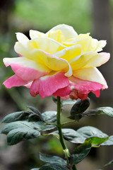 Beautiful rose flower