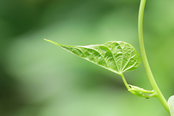 Chinese paper flower leaf
