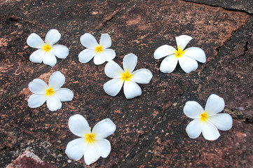 Obraz premium frangipani flowers for backgound