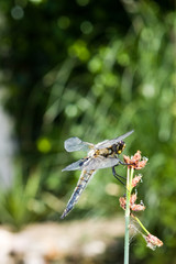 The four-spotted chaser (Libellula quadrimaculata)