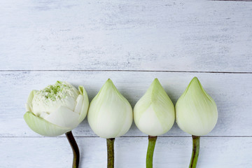 Closeup white lotus flower background
