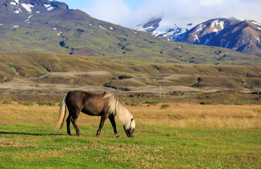 Icelandic horse in a meadow with mountains in the background.