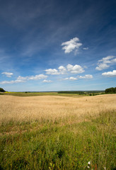 Obraz premium beautiful wheat field