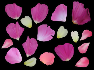 pink rose petals isolated on black
