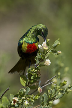 Beautiful sunbird (Cinnyris pulchella), female, Ngorongoro Conservation Area, Serengeti, Tanzania
