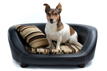 Jack Russell Terrier sitting on Luxury Dog Bed © tr3gi