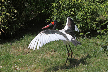 Sattelstorch