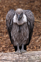 Gänsegeier