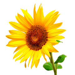Naklejka premium Sunflower