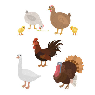 Cartoon set chicken cock chickens goose turkey.