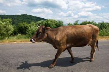 Brown cow