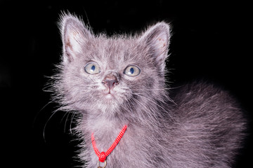 dark gray kitten isolated on black background, halloween style