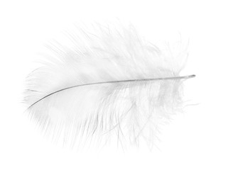 light gray feather on white background