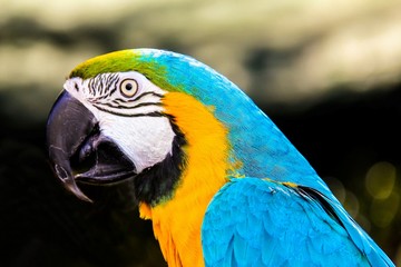 parrot macaws ( Ara ararauna)